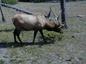 <b>Yellowstone Elk</b><br> We saw this elk grazing in a field not far from the trailhead.