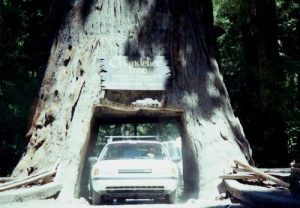 <b>Drive-Thru, Redwood Style</b>