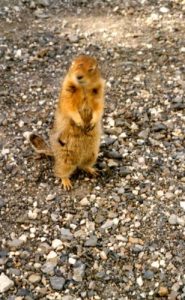 <b>Camp Chipmunk</b><br> This little chipmunk came up to our picnic table looking for a handout at Sanctuary Campground.