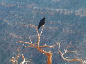 <b>Nevermore!</b><br> This raven stalked us during lunch, then cleaned up our crumbs once we hit the trail.