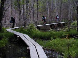 <b>Hiking Through A Swamp On The Chilkoot Trail</b><br> I didn't expect a swamp on this hike, but there you have it.