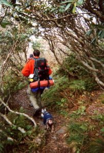 <b>Sleepy Hollow</b><br> Hiking the Appalachian Trail through some rhododendron.