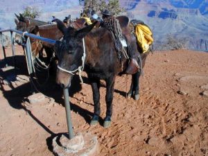 <b>Mule Train.</b><br> You pass a number of mule trains on the hike in and out of the canyon. Most are headed to Phantom Ranch.