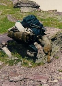 <b>Camp Robber</b><br> This marmot stole my shirt and went after my pack at Gunsight Pass.