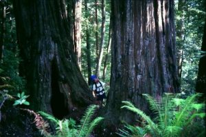 <b>Checking Out The Redwoods</b>