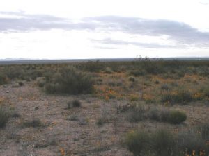 <b>Spring on the plains</b><br> The first wildflowers were already blooming, in spite of near-freezing nighttime temperatures.