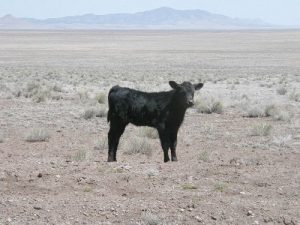 <b>Our lunch guest</b><br> Cute little fella. He didn't seem to want to share our beef jerky. Wonder why.