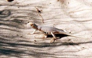 White Sands National Monument - May 20, 1996