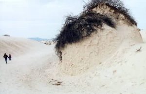 <b>Brush pillar</b><br> These are left as the sand dunes move east, leaving behind just what is held by the roots of the bushes.