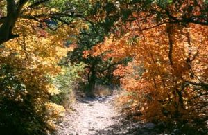 <b>Fall Scenery</b><br> McKittrick Canyon in the Fall is a riot of colors.