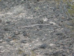 <b>Blacktail rattlesnake</b><br> Warning: These rattlers will actually pursue you if they get upset.