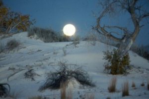 <b>Bad Moon Rising</b><br> The full moon coming up over a dune at far back of the backcountry loop.