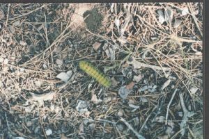 <b>Day Glow crawly</b><br> This little guy really stood out. Makes you wonder how they survive.