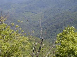 <b>Turkey Vulture</b>