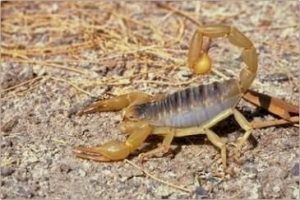 <b>Desert Scorpion</b><br> Didn't think it was a good idea to mention this one to the girlfriend!