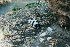 <b>Bud the dog</b><br> Here is Bud on Day one, resting after terrifying every fish in the county.