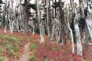 <b>Evidence of past Forest Fire</b><br> Oldman Lake Campground was obviously the site of a forest fire within the last decade or so. They grey tree trunks and crimson under brush make a striking pair.