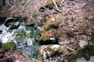 <b>Origin of a creek</b><br> This is the headwater of a llittle creek I followed West of Parsons. Didn't show on the map, and it only lasted about a mile, but it was cold and tasty!