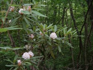 <b>Bearw</b><br> Mountain Laurel still in bloom & it's almost July!