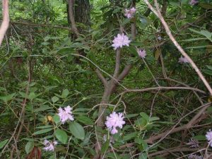 <b>Bearwallow Falls Hike</b><br> Is this mountain Laurel? I thought it looked like wild azalea. If anyone is sure, please let me know.