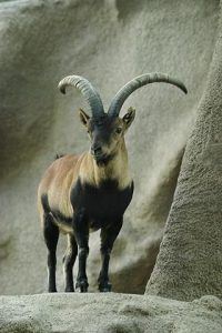 <b>Ibex</b><br> These are found only in the most remote and craggy parts of the Floridas, and you aren't likely to see one this close more than once in a lifetime.