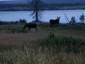 <b>Moose And Calf At Heart Lake</b>