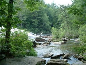 Various trails at Dupont State Forest