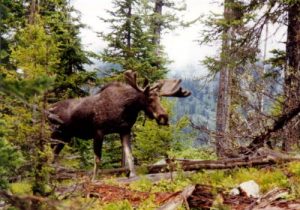 <b>Bull Moose At Bradley Lake</b>