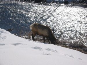 <b>Elk Near The Trail</b>