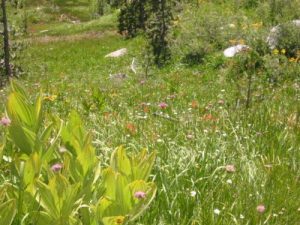 <b>Mountain Flowers</b><br> The meadows were alive with mountain wildflowers, especially in the higher elevations.