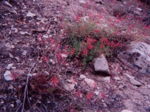 <b>Mountain Flowers</b>