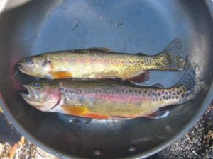 <b>Rainbow Trout</b><br> These hungry Rainbows hit a spoon about 20 yards from shore. I fly rod in this lake would have been unstoppable. There were 4-8" trout everywhere.