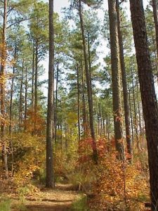 <b>Falls Lake Trail winding through tall pine forest</b>