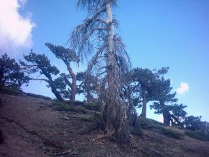 <b>Limber pines</b><br> One of many bizarre limber pines.