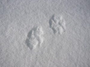 <b>Footy Prints</b><br> Well dogs aren't permitted in the Smokies, so what do we have here?