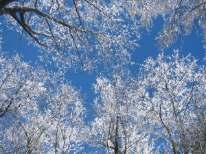 <b>Winter Ice</b><br> We were the first to visit the shelter since the 6-8" of snow fell earlier in the week.