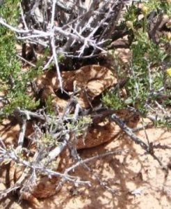 <b>Rattlesnake</b><br> Under the bush - kinda blends right in but if you look closely you can see the snake.