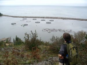 <b>Dark Harbour</b><br> The heavy round things are salmon pens. The lighter round things are herring wiers. Cool stuff.