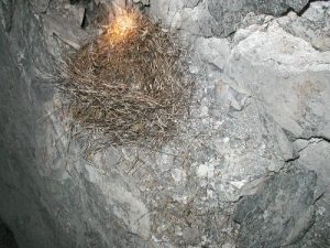 <b>Birds Nest.</b><br> This nest, made of deer hair, was about 250 feet into an old mine.