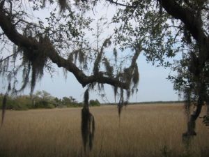 <b>Salt Marsh</b><br> Here's a view from the trail near the Oyster Shell Ring (an ancient Indian site).