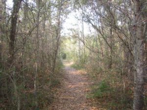 <b>The Sewee Shell Mound Interpretive Trail</b><br> The loop trail starts in a wooded area then breaks open into a salt march along the Intercoastal Waterway.