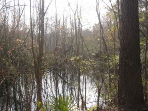Francis Marion National Forest - I'On Swamp