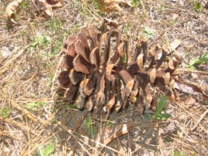 <b>Monster Pine</b><br> There are lots of pines in this area - so much that they have regularly scheduled prescribed burning in the forest.