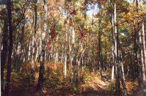 <b>Uwharrie Trail</b><br> Trail scenery