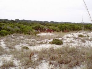 <b>Ferel horses of Cumberland Island</b>