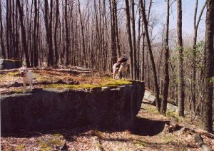 <b>Lilly & Sadie on a rock</b><br> Soon after the first wellhead on the ridge above Medix Run