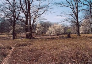 <b>Upland Meadow</b><br> This is an upland meadow just west of Tyler Road. The trees in bloom are quite striking.