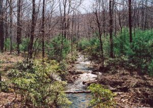 <b>Little Laurel Run</b><br> One of the great views along Little Laurel Run south of Parker Dam State Park.