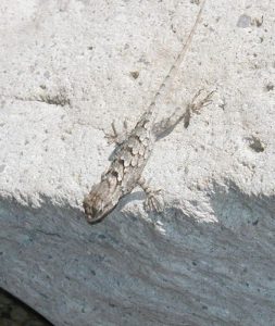 <b>Critters</b><br> Tons of lizards along the trail, including this Mountain Boomer.