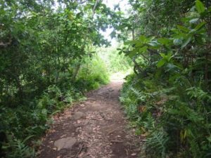<b>The Pipiwai Trail</b><br> Here's the trail as it approaches Makahiku Falls.